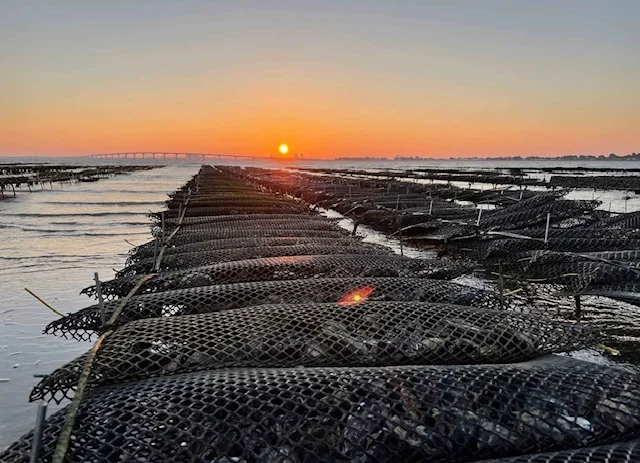 Direktimport von der Île de Ré